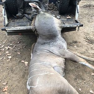 Kudu Hunt Zambia