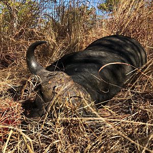 Hunting Cape Buffalo in Zambia