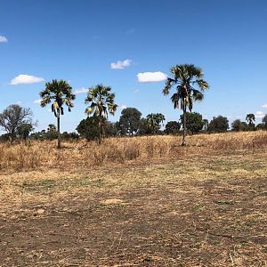 Palm trees on the plains of Zambia