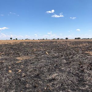 Zambia burned plains