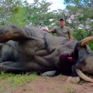 Zimbabwe Hunting Elephant