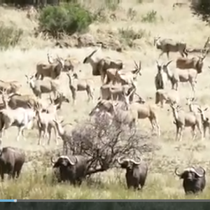 Buffalo and Plains Game with JKO Hunting Safaris