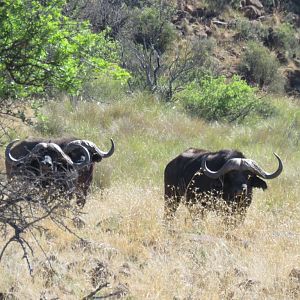 Cape Buffalo South Africa