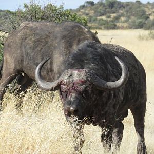 Cape Buffalo South Africa