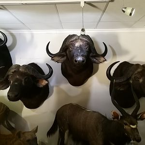 Cape Buffalo Shoulder Mount Taxidermy