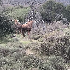 Golden Wildebeest South Africa