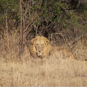 Lion South Africa