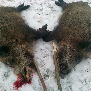 Romania Hunt Boar