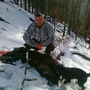 Boar Hunting Romania