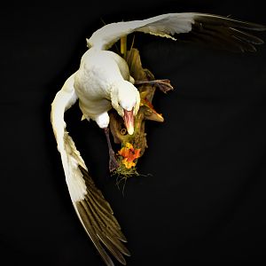 Snow Goose Full Mount Taxidermy