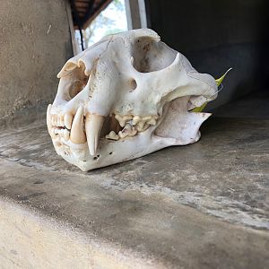 Leopard Skull