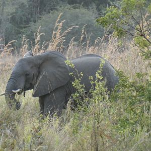 Elephants Zimbabwe