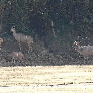 Kudu's Zimbabwe