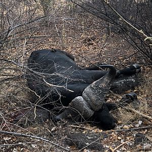 Cape Buffalo Hunting Zimbabwe