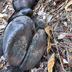 Hoof of Cape Buffalo