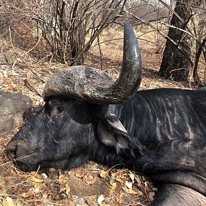 Buffalo Hunt Zimbabwe