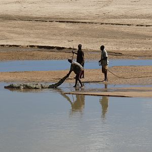 Trackers retrieving Crocodile Zambia