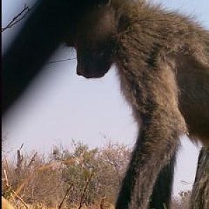 South Africa Trail Cam Pictures Baboon
