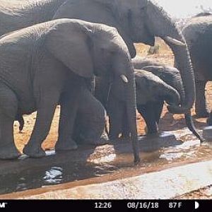 South Africa Trail Cam Pictures Elephant