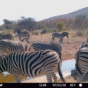Trail Cam Pictures of Burchell's Plain Zebra in South Africa