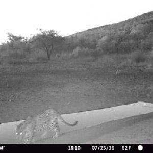 Trail Cam Pictures of Leopard in South Africa