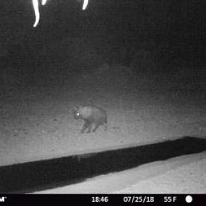 South Africa Trail Cam Pictures Brown Hyena
