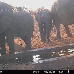 South Africa Trail Cam Pictures Elephant
