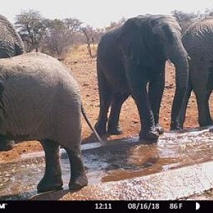 Elephant Trail Cam Pictures South Africa