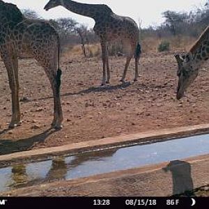 Giraffe Trail Cam Pictures South Africa