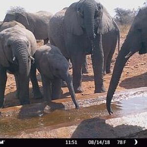 Elephant Trail Cam Pictures South Africa