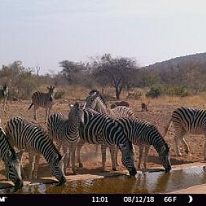 Burchell's Plain Zebra Trail Cam Pictures South Africa