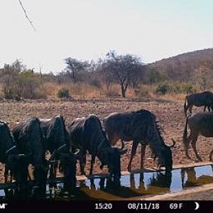 Trail Cam Pictures of Blue WIldebeest in South Africa