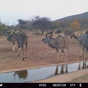 Kudu Trail Cam Pictures South Africa