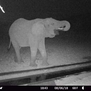 Trail Cam Pictures of Elephant in South Africa