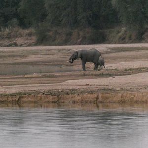 Cow and calf elephant came down to drink in the river