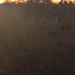 Hard to see, but there is a lion in this picture