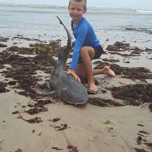 Spotted Gully Shark Fishing Namibia