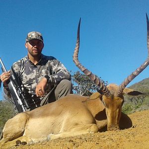 Impala Hunt South Africa