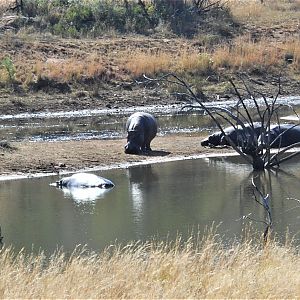 Hippos