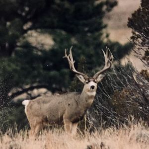 Mule Deer