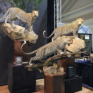 leopard Full Mount Taxidermy