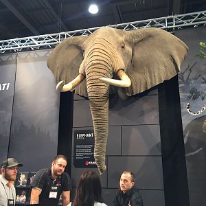 Elephant Head Mount Taxidermy