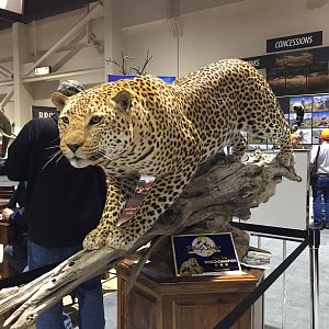 Leopard Full Mount Taxidermy