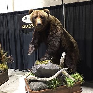 Bear Full Mount Taxidermy