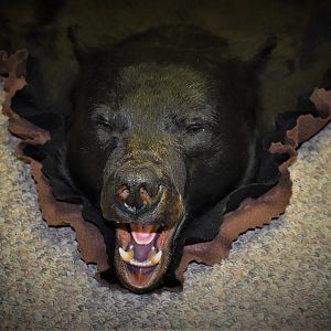 Black Bear Rug Taxidermy