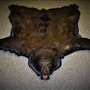 Black Bear Rug Taxidermy