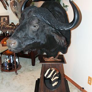 Cape Buffalo Shoulder Mount Pedestal Taxidermy