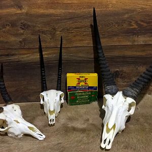 Mountain Reedbuck,  Vaal Rhebok & Common Reedbuck European Skull Mounts Taxidermy