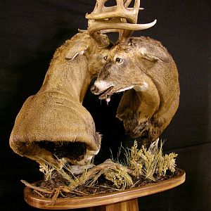 Locked Bucks Pedestal Mount Taxidermy