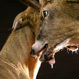 Locked Bucks Pedestal Mount Taxidermy